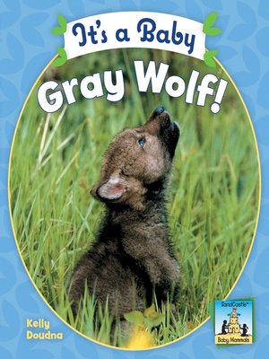 cover image of It's a Baby Gray Wolf